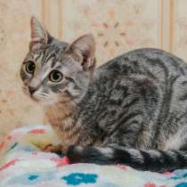 Ищет дом трепетная котенок Буся, в Москве