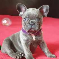 Щеночки Французского Бульдога, в Самаре
