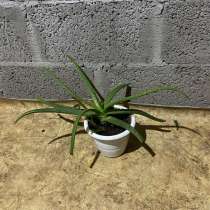 Алоэ вера, в Волжске