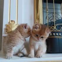 Продам Золотая Шиншилла, в Новосибирске