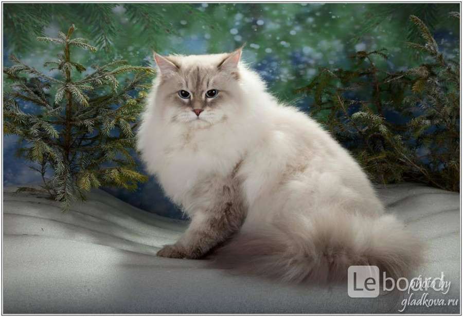 Невская Маскарадная Кошка Купить В Твери