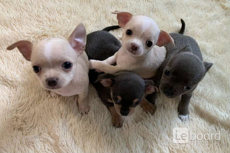 Порода чихуахуа малыши. Белые щенки чихуахуа 1 месяц. Чихуахуа кобби взрослый. Объявление о продаже чихуахуа. Проданные щенки чихуахуа.