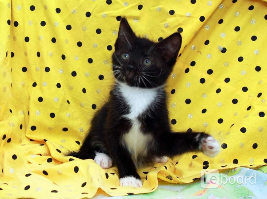 отдам котят в добрые руки. катя котенок. котята в добрые руки курск. отдам котеночка в добрые руки. самые дешевые котята.