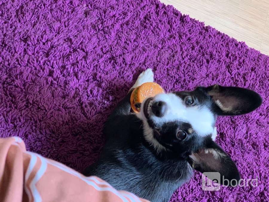 Щенки череповец. Щенки череповец. Щенки череповец. Щенки череповец. Череповец отдаю щенков.