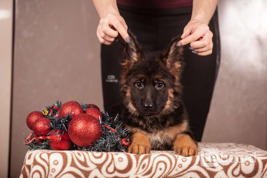 Купить Щенка Немецкой Овчарки В Воронеже