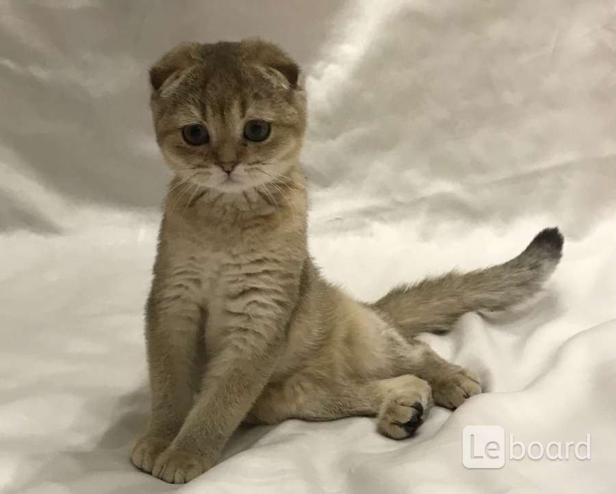 Шотландская Вислоухая Кошка Купить В Уфе
