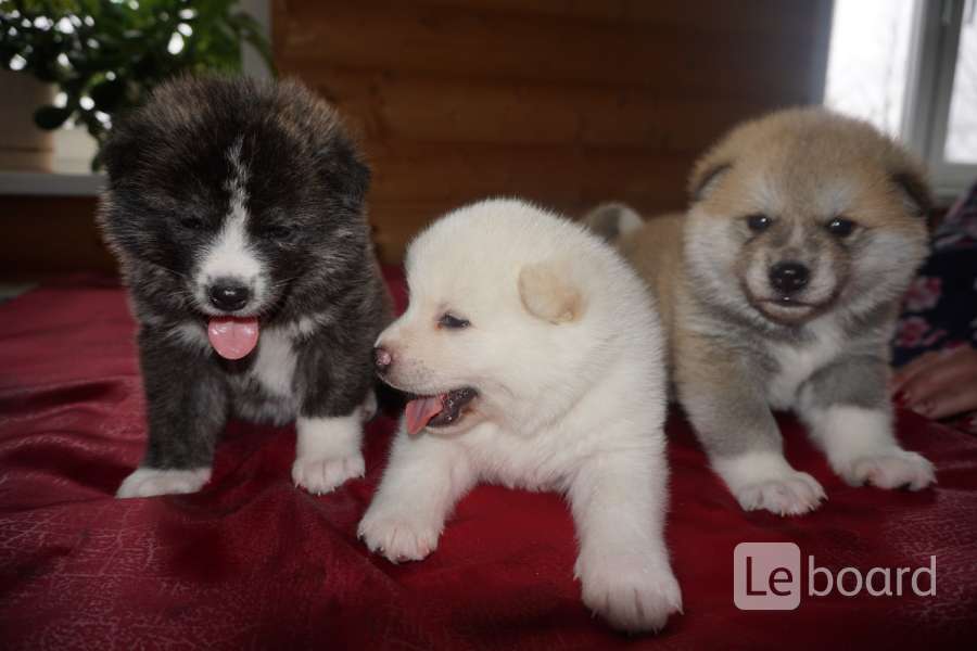 Щенки породные даром. Продам акита. Продам породистых щенков. Продам породистых щенков. Продам породистых щенков.