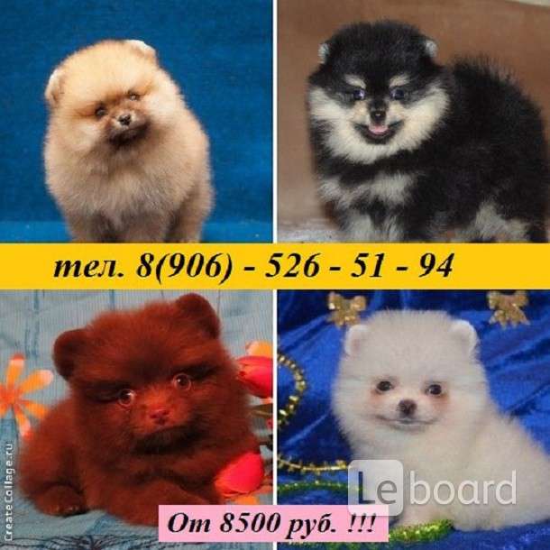 померанский шпиц мини и стандарт. сколько весит померанский шпиц. сколько весит померанский шпиц. немецкий шпиц стандарт породы ркф. немецкий шпиц параметры породы, вес.